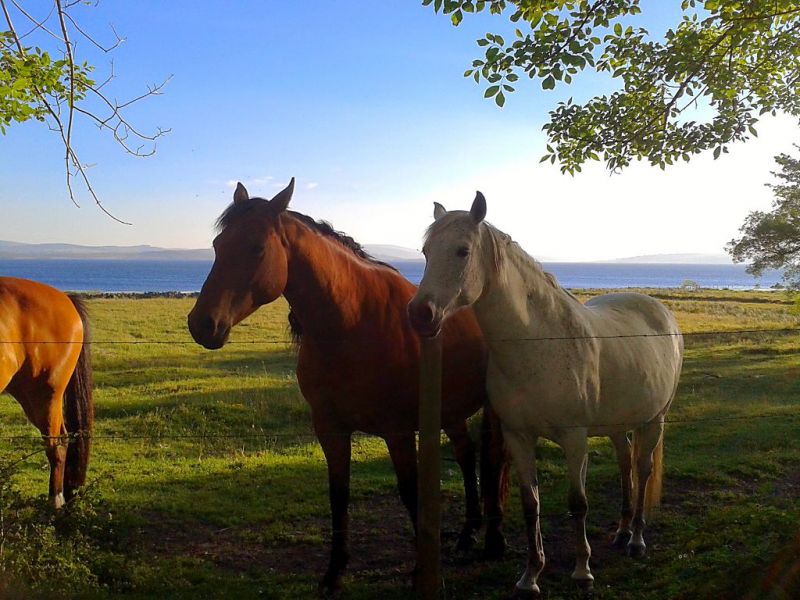 Caballos en las cercanías del embalse del Ebro