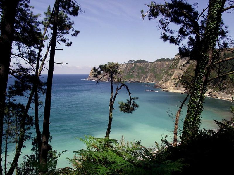 Playa de Oleiros, resguardada por un bosque tupido