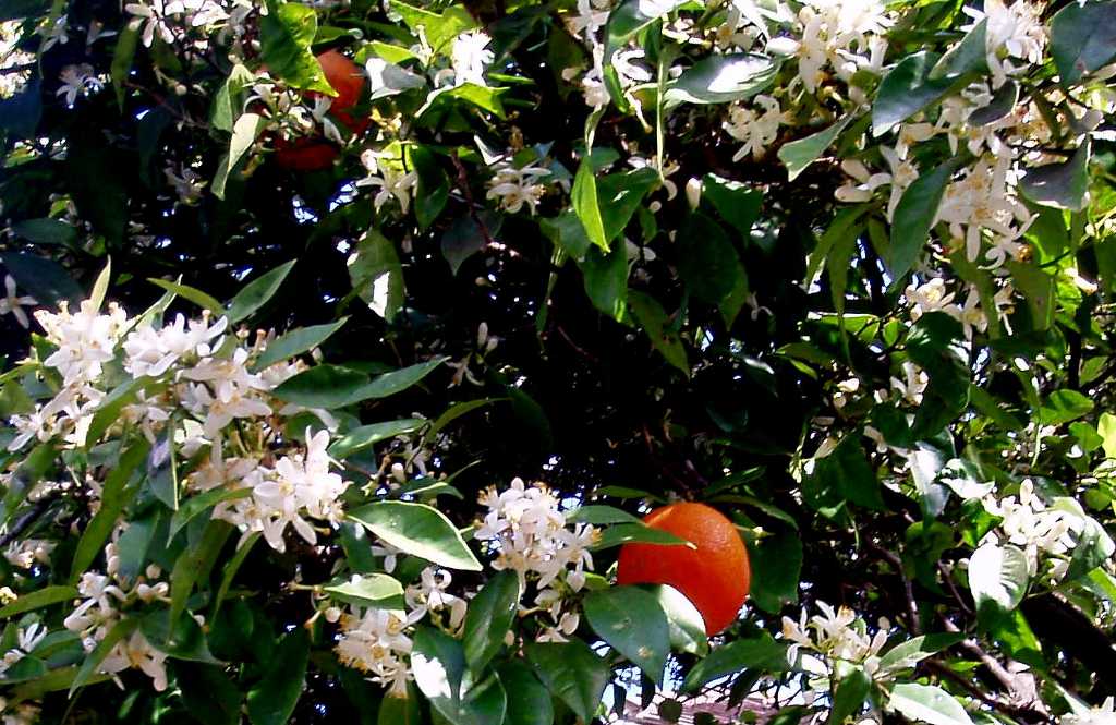 Naranjos en flor cerca de Reboria