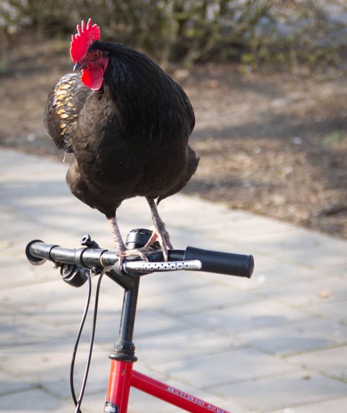 La gallina Enriqueta en bici